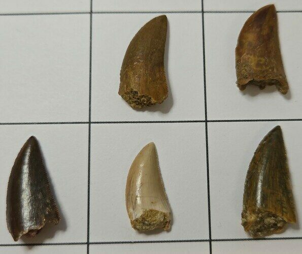 Lot Of Five Raptor Teeth - Real Dinosaur Teeth #306522